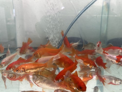 Live fish goldfish - fish, goldfish-