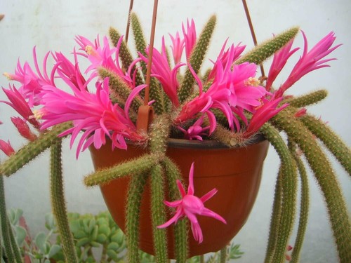 Rattail cactus aporocactus - cactus,