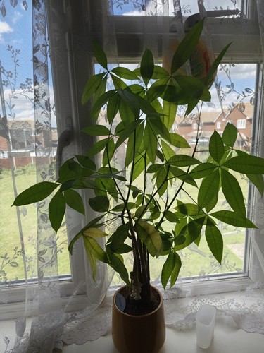 Easy plant jade money - easy,
