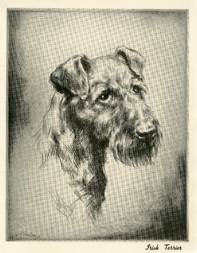 Irish terrier vintage 1934 - ,