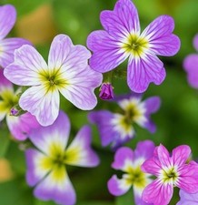 Stock Virginian 3 Plug Plants