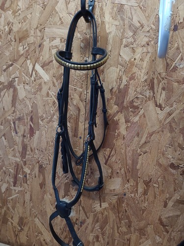 English leather grackle - english,