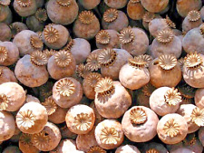 P. Somniferum Giganteum Poppy Seeds - The Giant Poppy x 5000 seeds