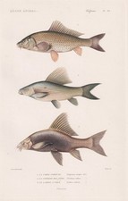 Cyprinus Carpio Carp Labeo Fish Engraving Steel Engraving Cuvier 1849