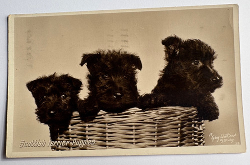 Scottish terrier puppies - terrier, real