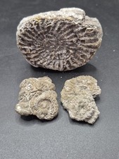 Group Of Ammonite Fossils