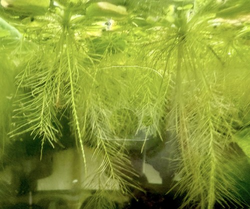 10x dwarf water lettuce pistia - dwarf,