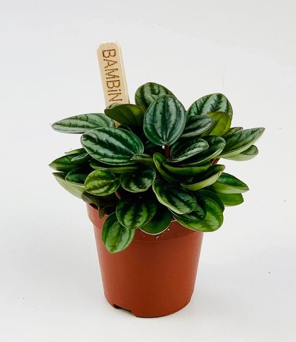 Peperomia piccolo banda - peperomia,