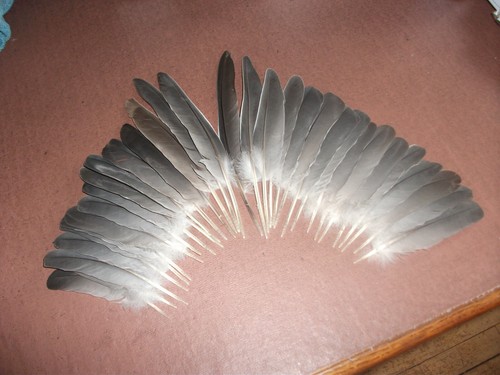Pigeon wing feathers fly - 30,