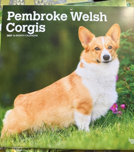 Pembroke welsh corgi dog - welsh,