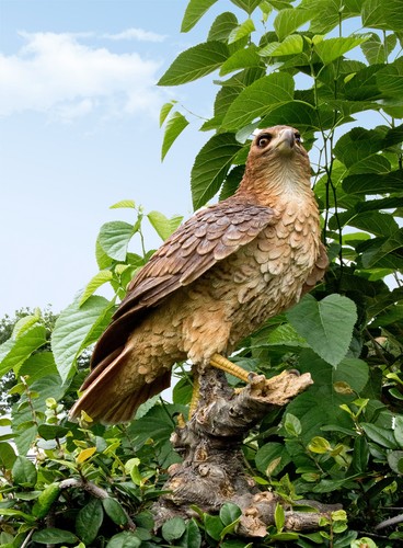 Red tail hawk - tail,