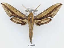 Sphingidae, Xylophanes falco