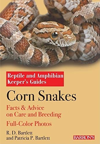 Corn snakes reptile and - corn,