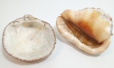 Pair decorative conch and - pair,