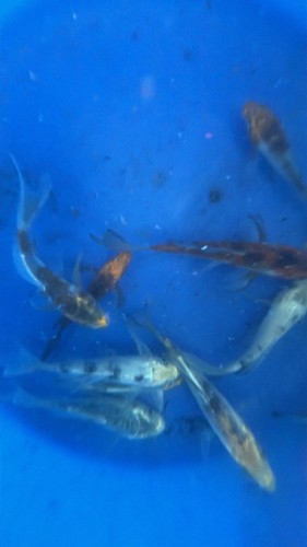 Inch butterfly koi - 3+, live