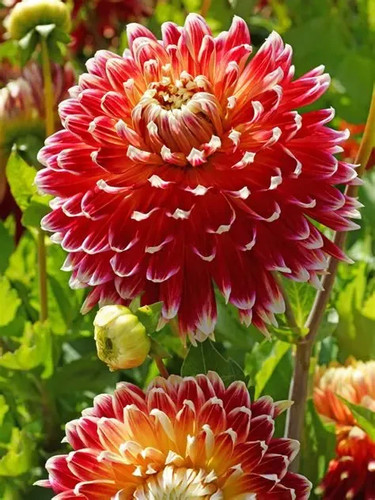 Akita dahlia decorative - akita,