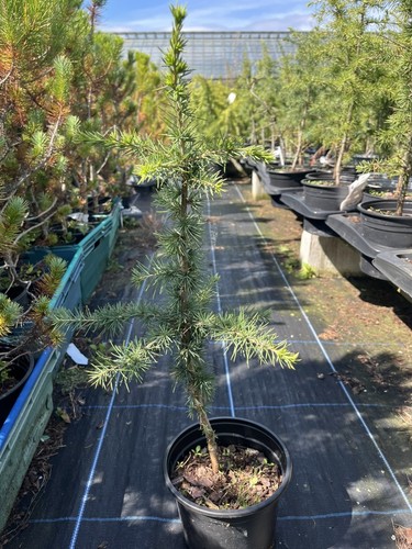 Atlas cedar tree - cedar,