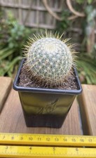 Mammillaria rhodantha Cactus (Rainbow pincushion) in 9cm Black Plastic Pot