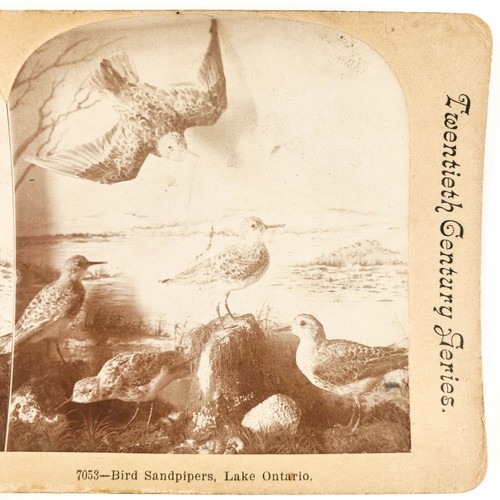 Sandpiper birds taxidermy - sandpiper,