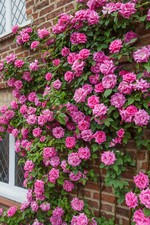 Rose Plants,Bushes,Shrubs Bare