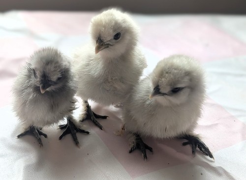 Silkie chicken fertile - silkie,
