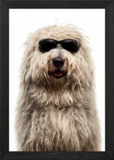 Cool Komondor Dog Wearing