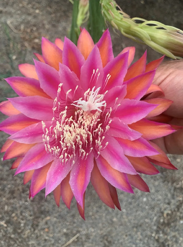 Epiphyllum razzle dazzle - “,