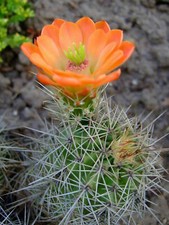 Scarlet Hedgehog Cactus -