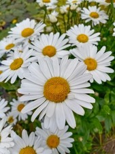 15 x English White Daisy Flowers UK Giant Hardy Perennial Plants-bare roots 