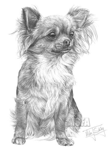 Chihuahua print giclee - print:,