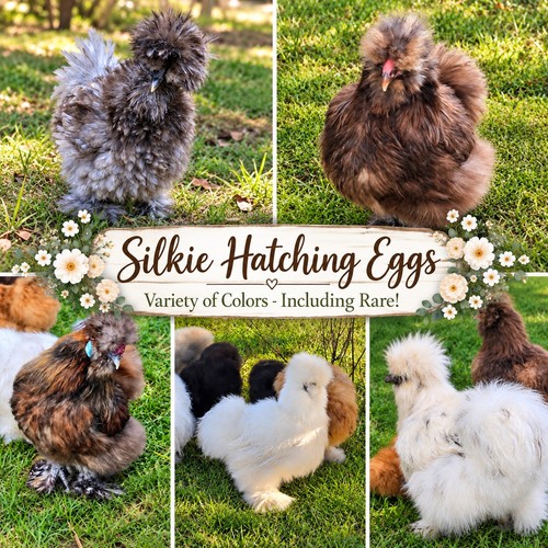 Silkie fertile hatching eggs - silkie,