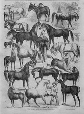 HORSES SHETLAND PONY ARABIAN