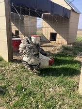 6+ Silver Laced English