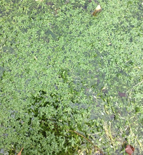 Starwort good size bunchwith - good,