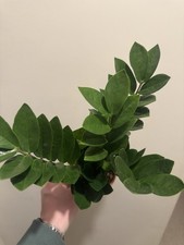 Zamioculcas Zamiifolia - 12cm