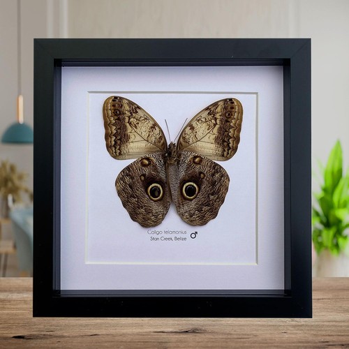 Framed owl butterfly