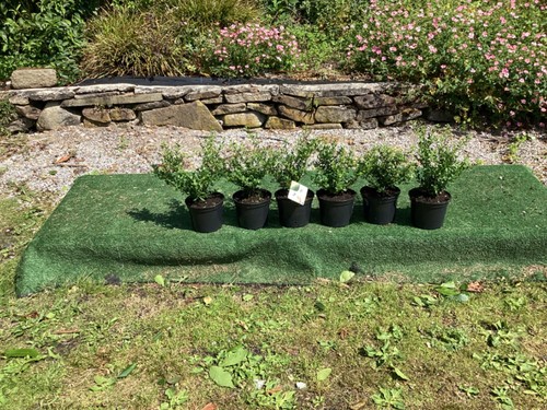 Ilex crenata hedging plants - ,