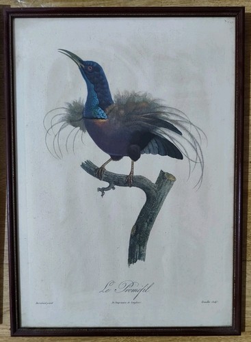1963 jacques barraband bird - 1963,