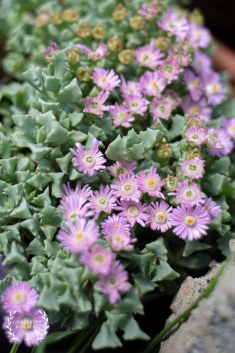 Live plants oscularia - live,