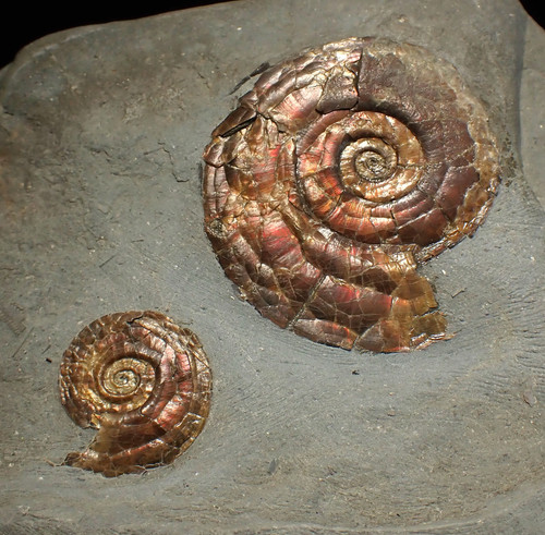 Large iridescent