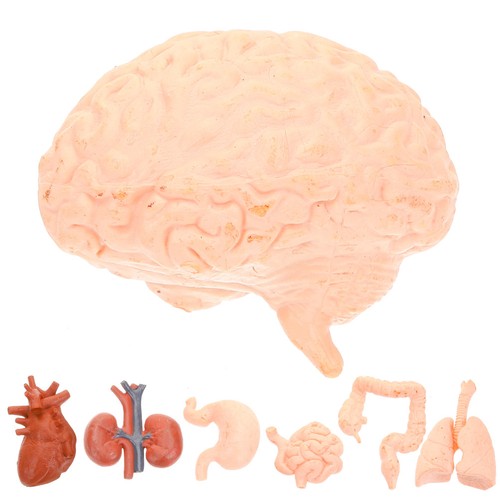 Pcs brain anatomy model - brain,