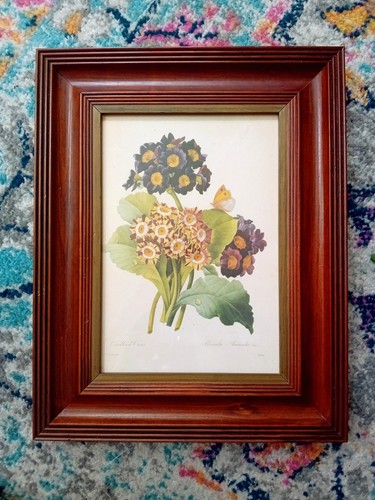 Redoute flowers primula - p.,