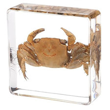 REAL Crab Taxidermy CRAB taxidermized CRAB Oddities Weird Strange Creepy Animal