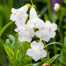 Penstemon Snowstorm - White