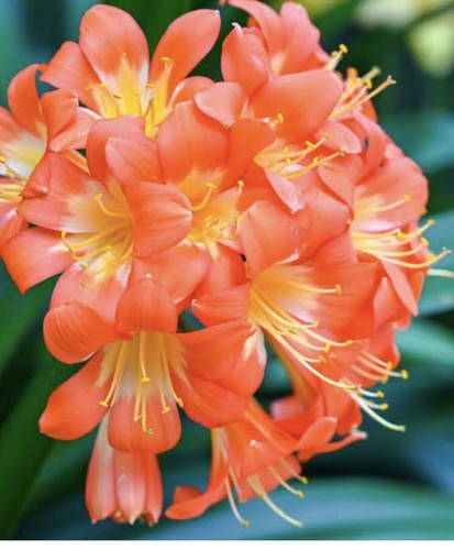 Mature clivia bulb plant - mature, bulb/plant