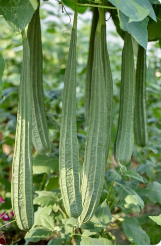 Ridge gourd luffa high - ridge, gourd/luffa