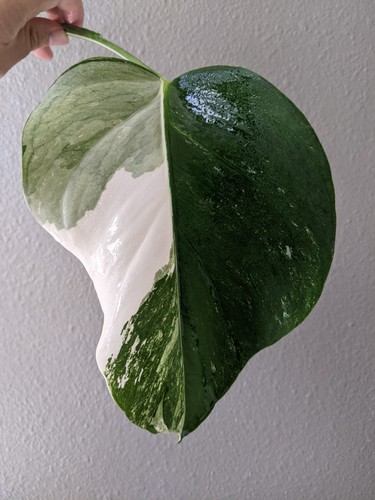 Monstera albo deliciosa - albo,