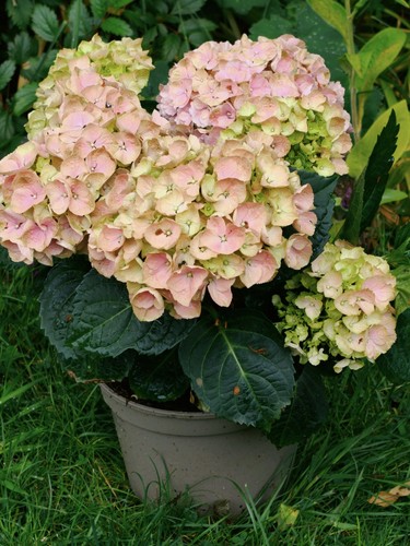 Pink hydrangea garden - hydrangea,