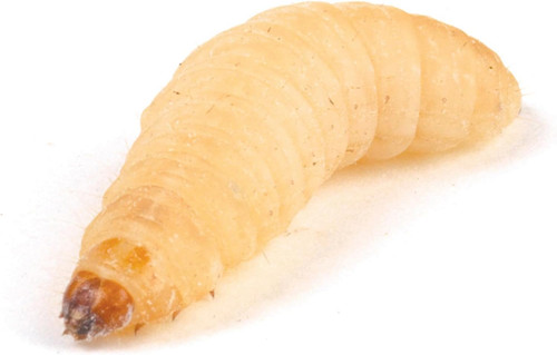 Livefood waxworm - livefood, (15-25mm)