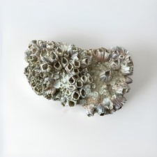 19oz Natural Pink/purple